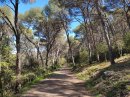 Forêt de Sète